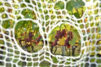 /album/%e3%83%95%e3%82%a9%e3%83%88%e3%82%ae%e3%83%a3%e3%83%a9%e3%83%aa%e3%83%bc/%e3%83%af%e3%82%a4%e3%83%8a%e3%83%aa%e3%83%bc-jpg2/